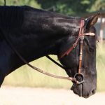 Entspanntes Auftrensen: Warum dein Pferd sich beim Aufzäumen entzieht und wie du das nachhaltig ändern kannst