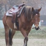 Dem Pferd Longieren beibringen – Mit diesen 3 Übungen klappt's sofort
