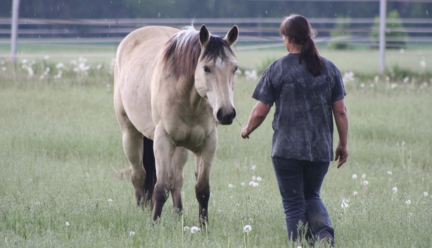 Annika-Hansen-Pferdetraining-Blog-Horsemanship-versus-Beziehung-Kontaktaufnahme