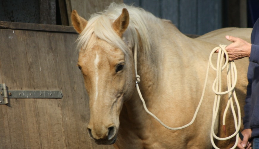 Annika-Hansen-Pferdetraining-Blog-Horsemanship-versus-Beziehung-gemeinsame Sprache