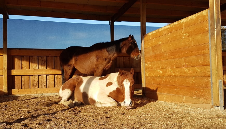 Annika-Hansen-Pferdetraining-Blog-Horsemanship-versus-Beziehung-gemeinsame-Zeit