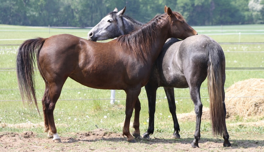 Annika-Hansen-Pferdetraining-Blog-Horsemanship-versus-Beziehung-mutual-grooming