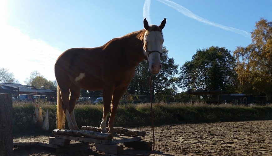 Annika-Hansen-Pferdetraining-Blog-Reitstunde-individuell-gestalten-bedingungen