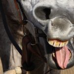 Ein triebiges Pferd vorwärts reiten – Anleitung und Tipps, um faule Pferde zu motivieren